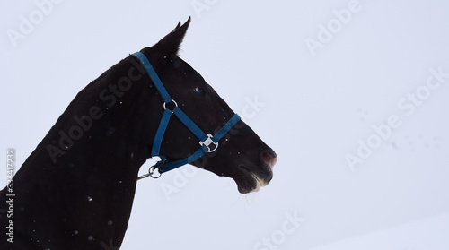 horse 