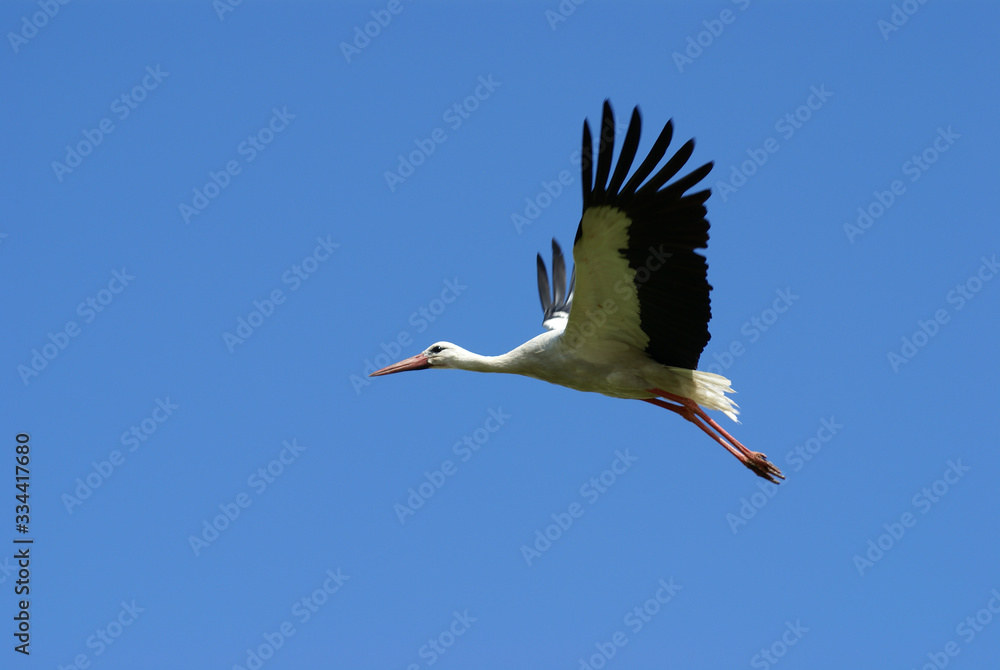 Naklejka premium Aist flies in clear blue sky