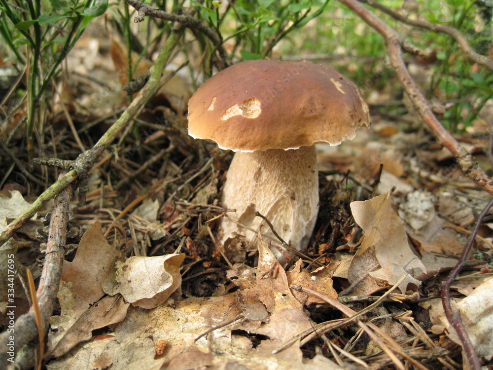 mushroom in the forest mushroom in the forest