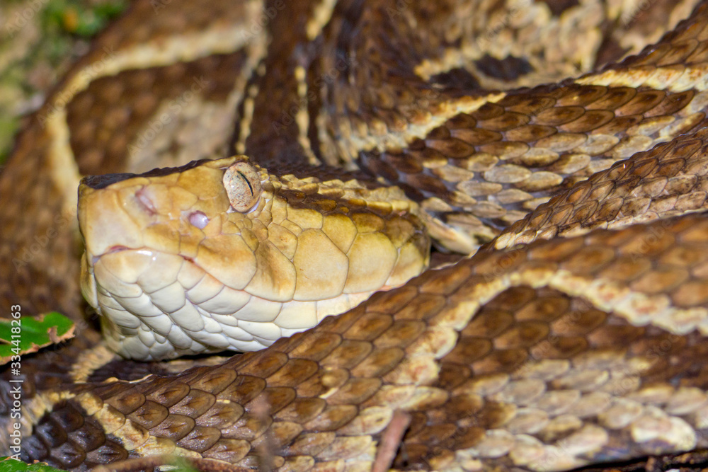 Obraz premium Fer-de-lance Viper, Terciopelo Viper, Bothrops asper, Tropical Rainforest, Costa Rica, Central America, America
