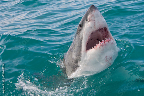 Φωτογραφία Great White Shark,Carcharodon carcharias,Gansbaai, Western Cape, South Africa, A