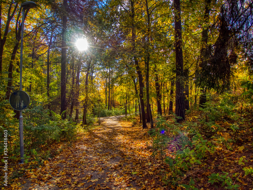 Obraz premium yellow leaves on footpath in the park in autumn