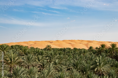 Oasis with Date palms in Biiddiyya at entrence to wahiba sands to camp in Oman