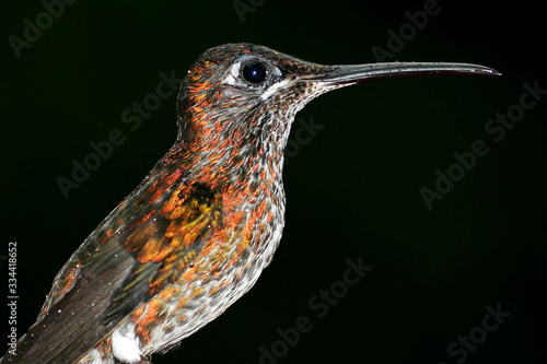 Hummingbird, Maquipucuna Cloud Forest Reserve, Pichincha Province, Ecuador, America