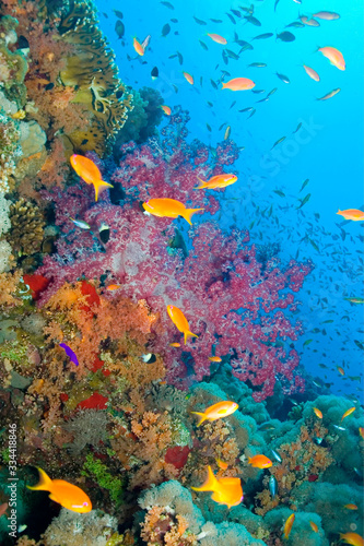 Coral Reef, Red Sea, Egypt © Al Carrera