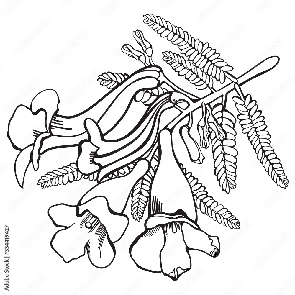 Hand-drawn Jacaranda Flowers Vector Illustration