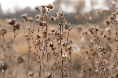 Dry field flowers. © KDdesignphoto