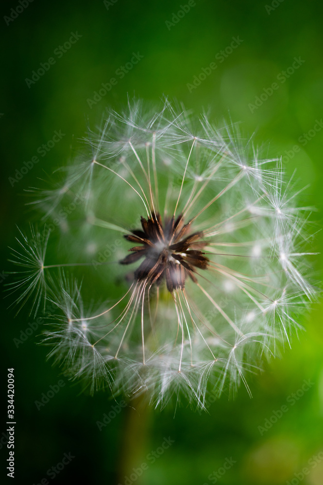 Fototapeta premium macrophotography of a dandelion in a city Park in hot summer
