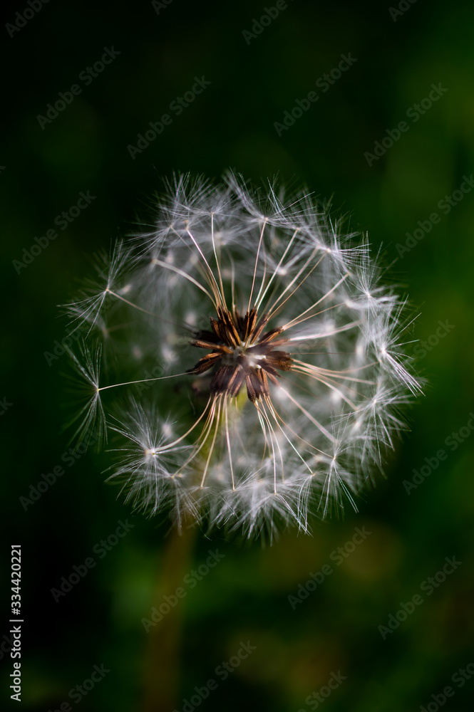 Fototapeta premium makrofotografia mniszka lekarskiego w parku miejskim w upalne lato
