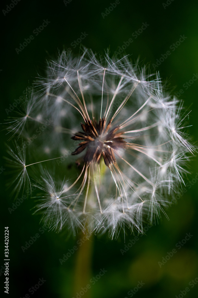 Fototapeta premium macrophotography of a dandelion in a city Park in hot summer
