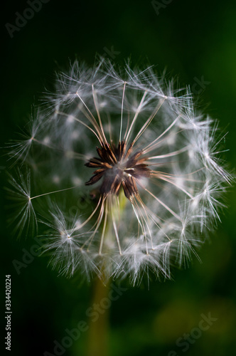 macrophotography of a dandelion in a city Park in hot summer