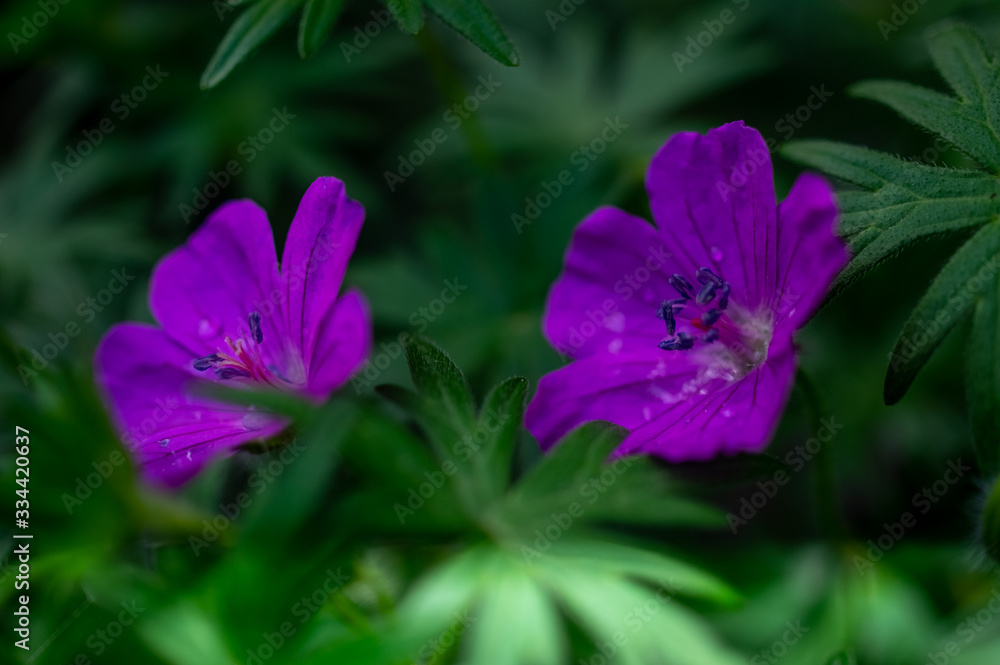 macrophotography of bright flowers with water drops on the petals in the green after the rain macrophotography of bright flowers with water drops on the petals in the green after the rain