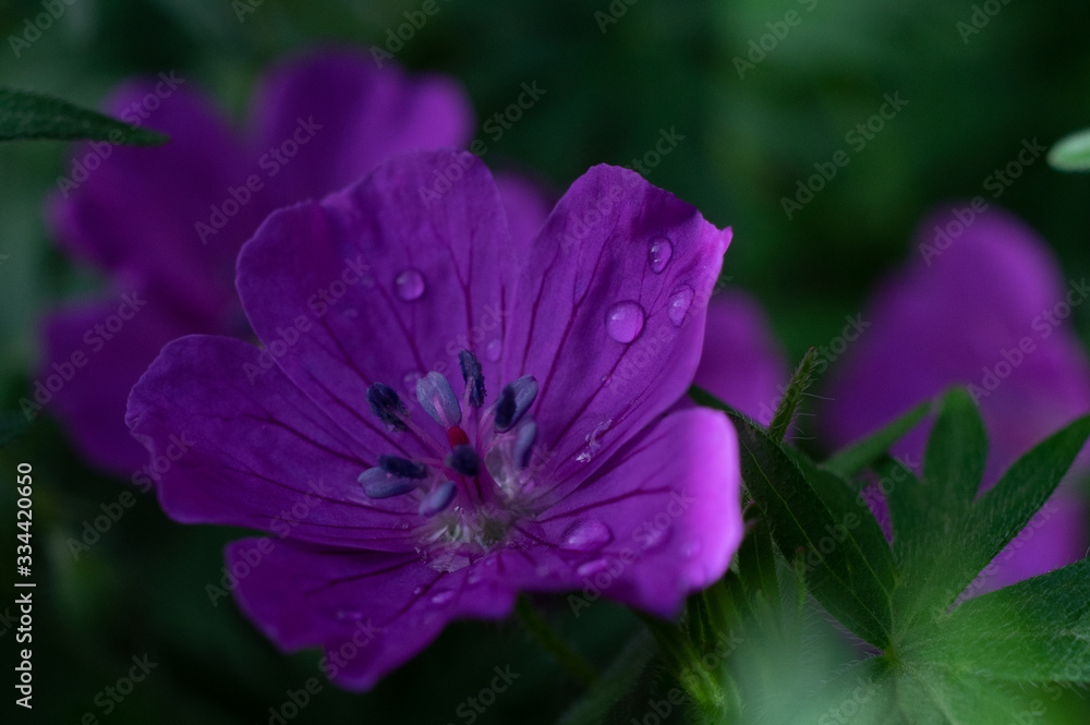 macrophotography of bright flowers with water drops on the petals in the green after the rain