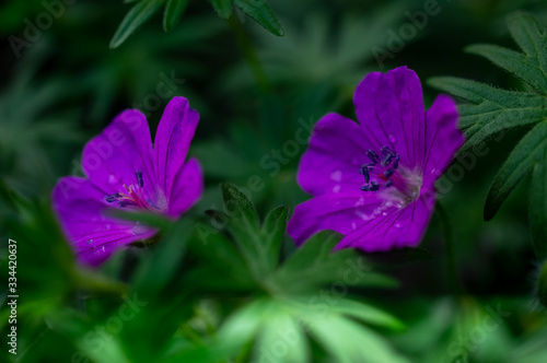 macrophotography of bright flowers with water drops on the petals in the green after the rain