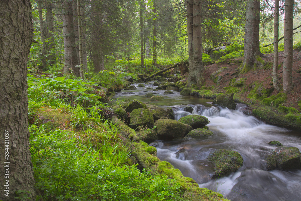 Mischwald mit kleinem Bach, Bayern, Deutschland, Europa Mischwald mit kleinem Bach, Bayern, Deutschland, Europa