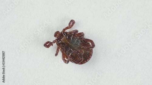 Blood-sucking mite tries to stand up from its back to legs on the white background photo