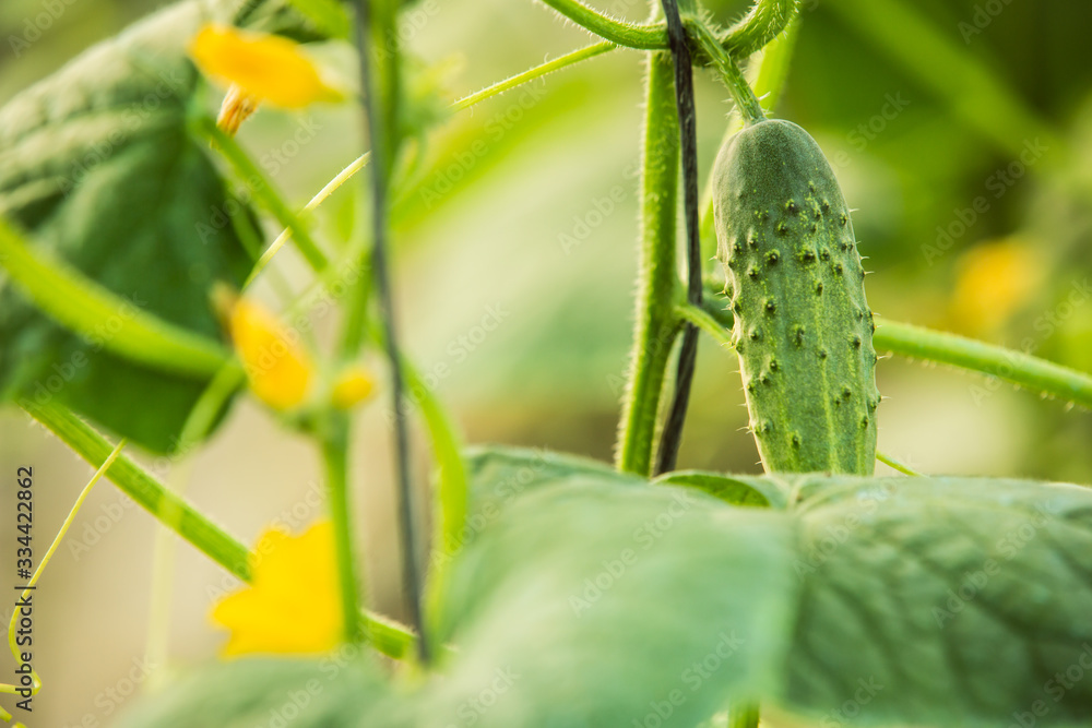 Ripe cucumbers on the plant, with yellow flowers Ripe cucumbers on the plant, with yellow flowers