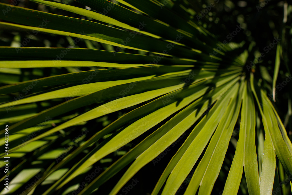Obraz premium Palm Tree Leaf. Floral pattern background. Selective focus.