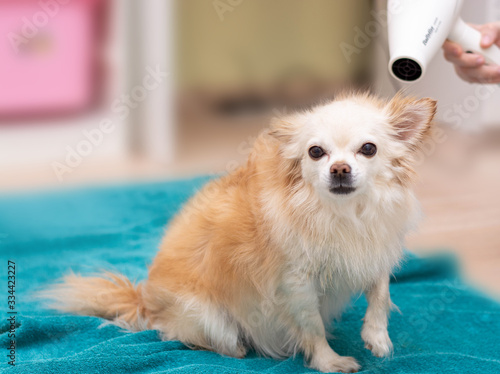 Chihuahua dog blow-drying. A young housewife is drying her dog. © Наталья некрасова