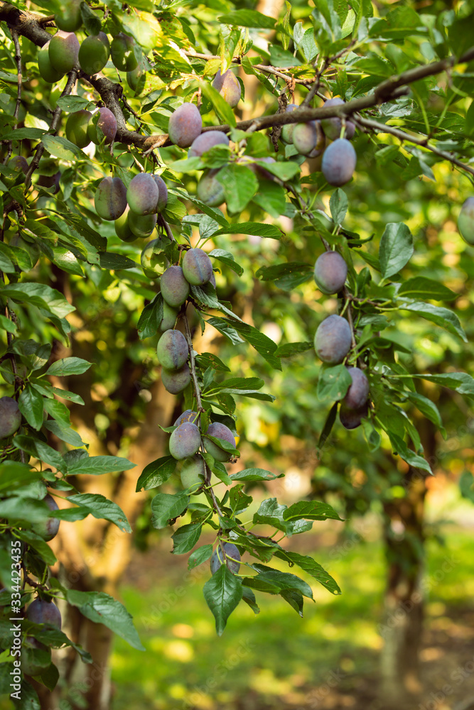 Ripe blue purple plums in a tree Ripe blue purple plums in a tree