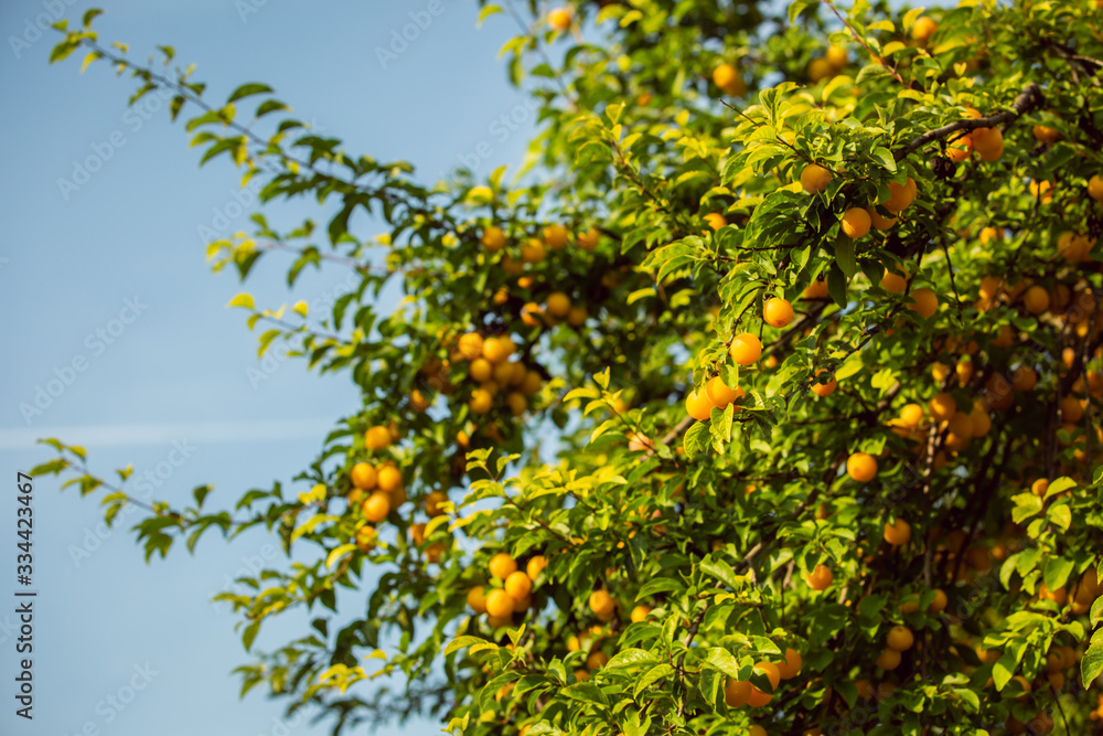 Ripe yellow fruit in a tree, bathing in the sunlight Ripe yellow fruit in a tree, bathing in the sunlight