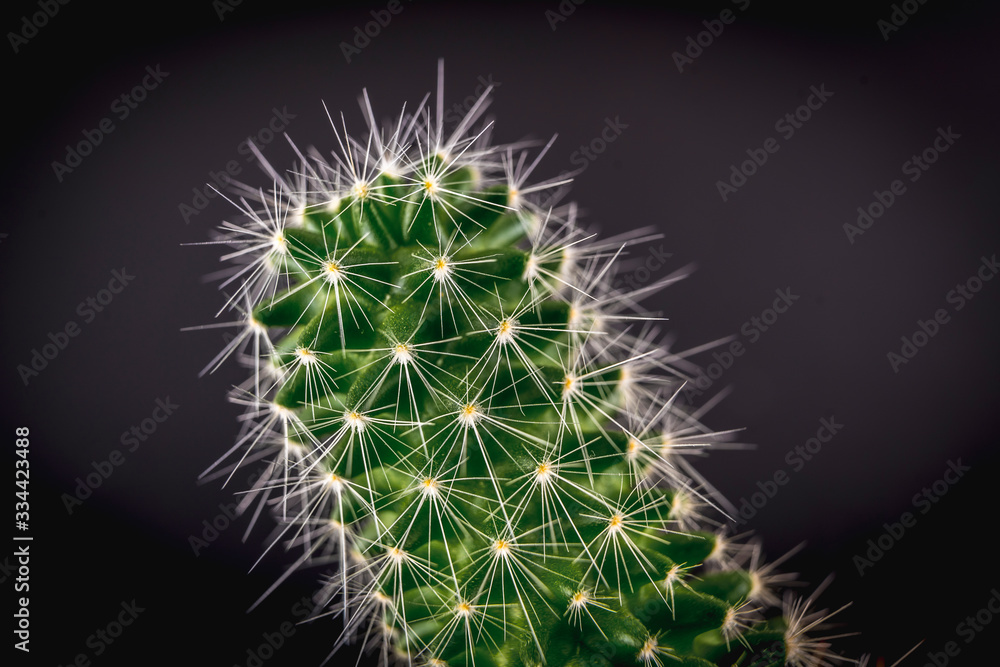 Detail of a nice green cactus and spikes. Macro photography Detail of a nice green cactus and spikes. Macro photography
