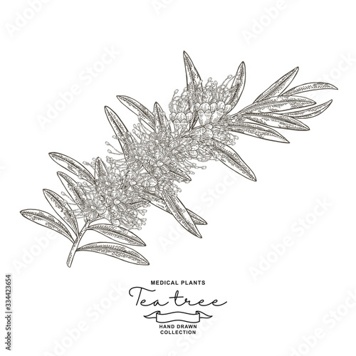 Detailed Tea tree branch with flowers isolated on white background. Melaleuca plant hand drawn. Vector botanical illustration. Engraved style