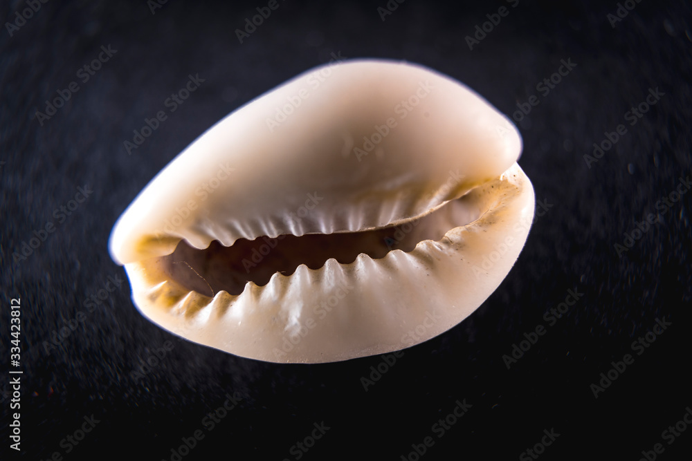 Very small white sea shells with a black background. Macro photography