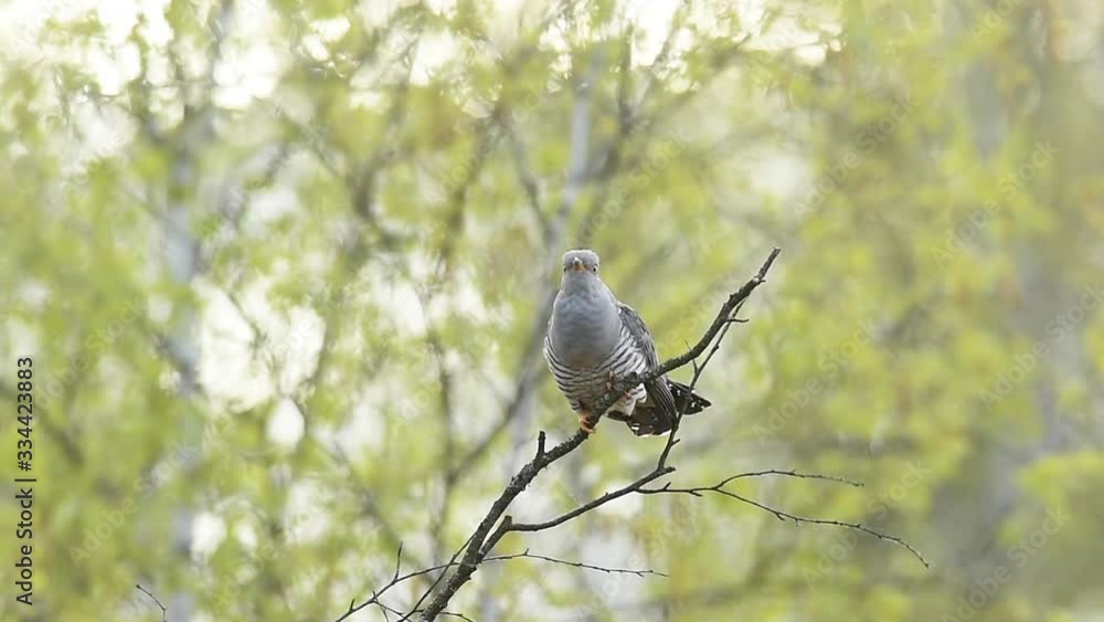 Common Cuckoo Calling in Natural Environment Common Cuckoo Calling in Natural Environment