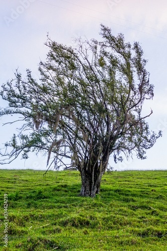 tree in a field