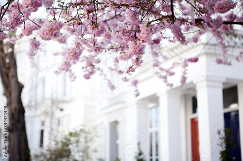 Flower tree in Notting Hill