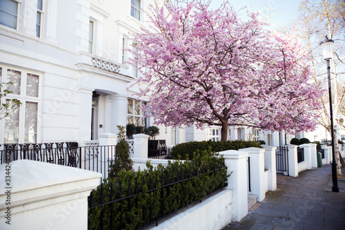 Flower Tree in Notting Hill