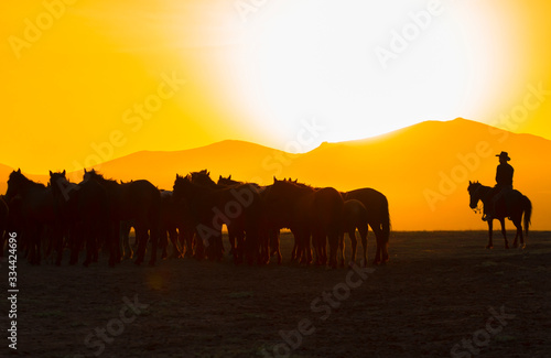 Images of wild horses at sunset. (Yılkı Atları). Hürmetçi, Kayseri, Turkey.