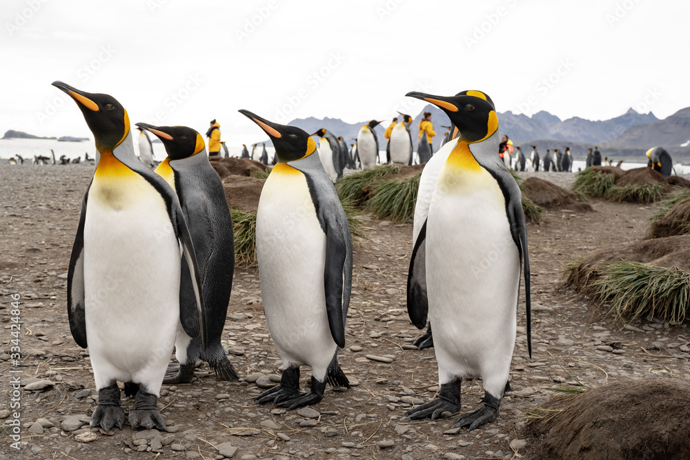 Fototapeta premium group of penguins