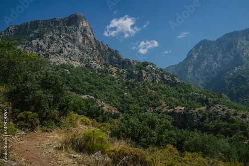 mountains and forest