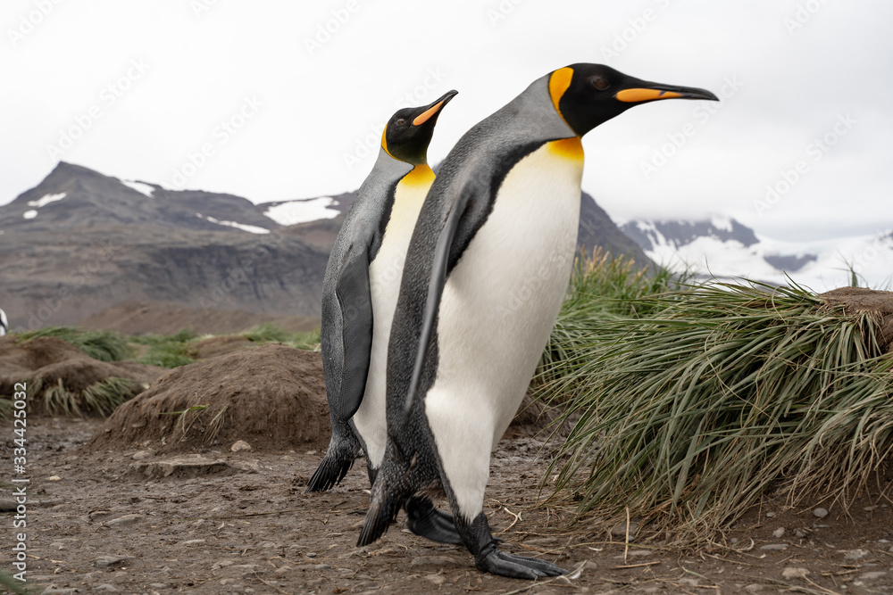 Naklejka premium two penguins walking in antarctica