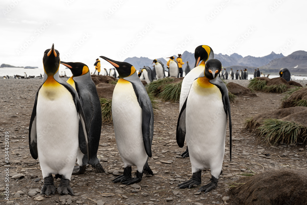 Obraz premium group of penguins