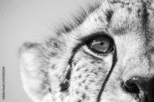 Cheetah portrait in black and white