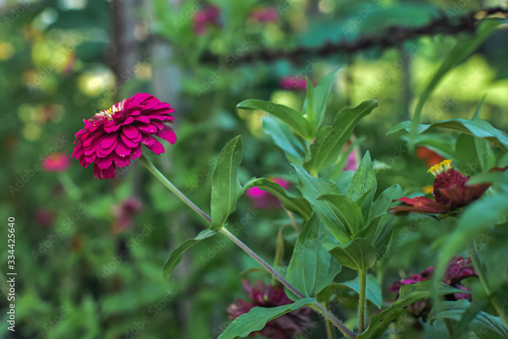 Beautiful red flower with blurry background Beautiful red flower with blurry background