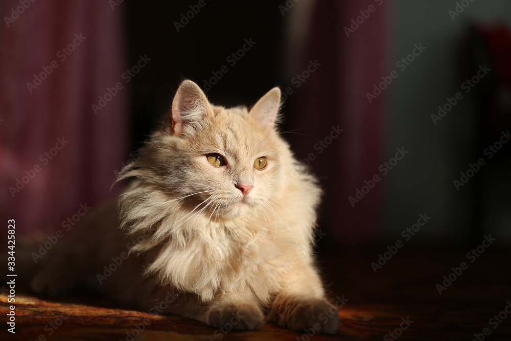 Lazy lovely fluffy ginger cat lying and basking on sun. Beige cute kitten relaxing.