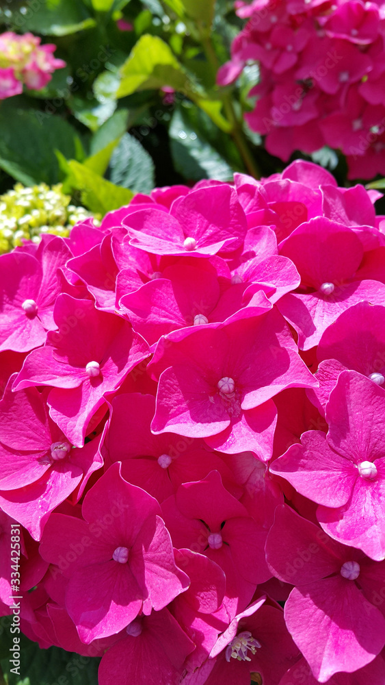 Close-up of beautiful flowers of Hydrangea