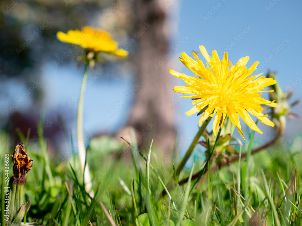 Macro view of two dandelions Taraxacum officinale among the grass in a garden Macro view of two dandelions Taraxacum officinale among the grass in a garden