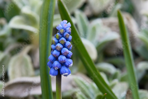 Muscari. Blue spring flower, Grape Hyacinth, Muscari racemosum. Selective focus.  photo