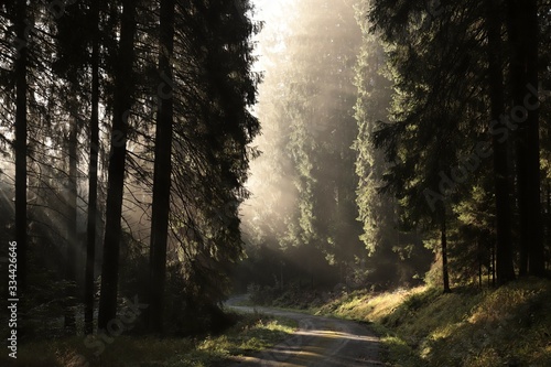 Path through a coniferous forest on a misty morning.