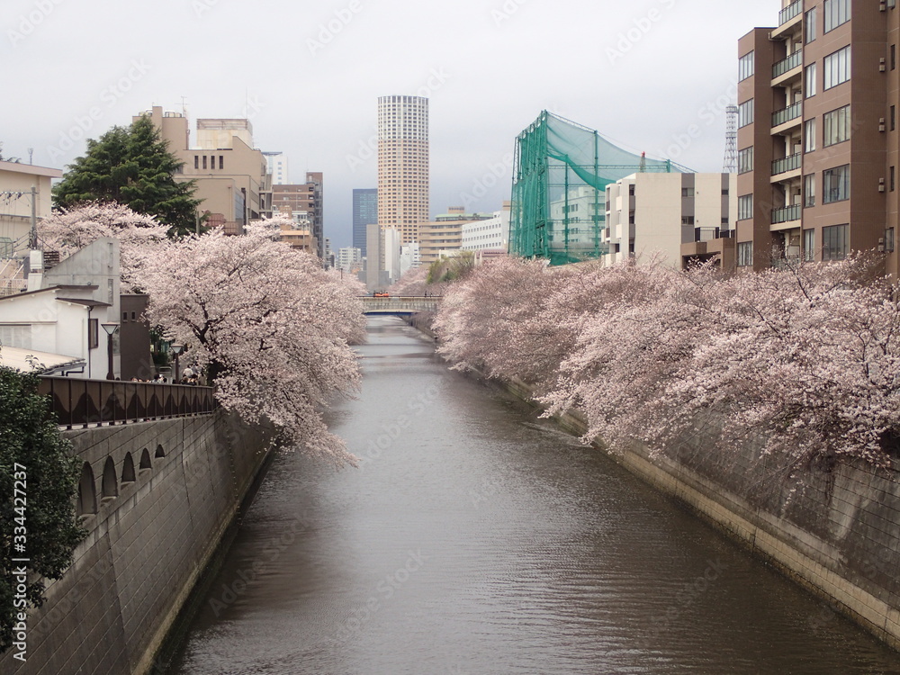 目黒川の満開の桜