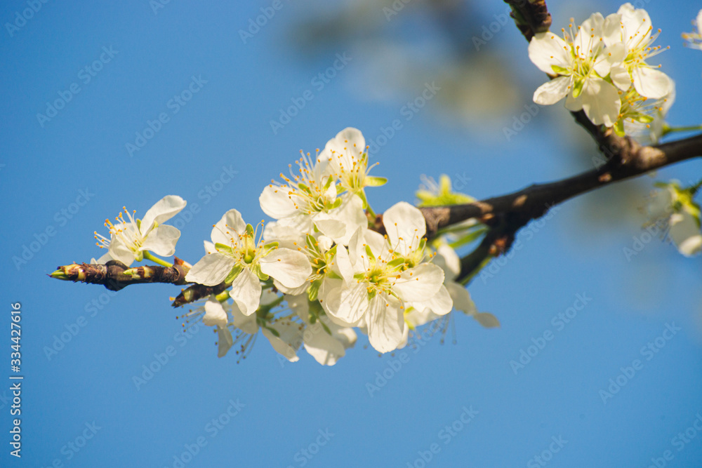 Obraz premium Plum flowers blooming in early spring