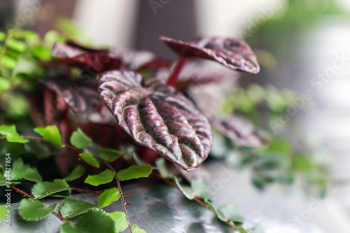 Peperomia caperata (native to Brazil) close-up and asplenium on a blurry background in a thriving flower pot. Garden of potted plants at home. Soft focus