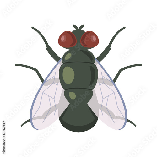 vector illustration of adult dung flies on a white background