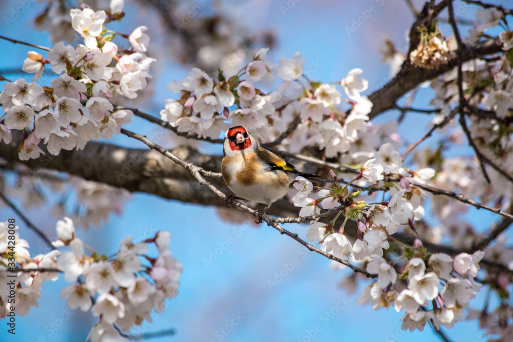 Stiebitz-einheimischer Vogel in blühendem Apfelbaum Stiebitz-einheimischer Vogel in blühendem Apfelbaum
