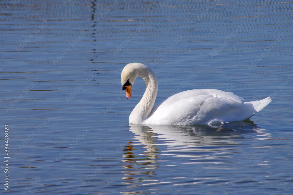 Fototapeta premium ハクチョウ